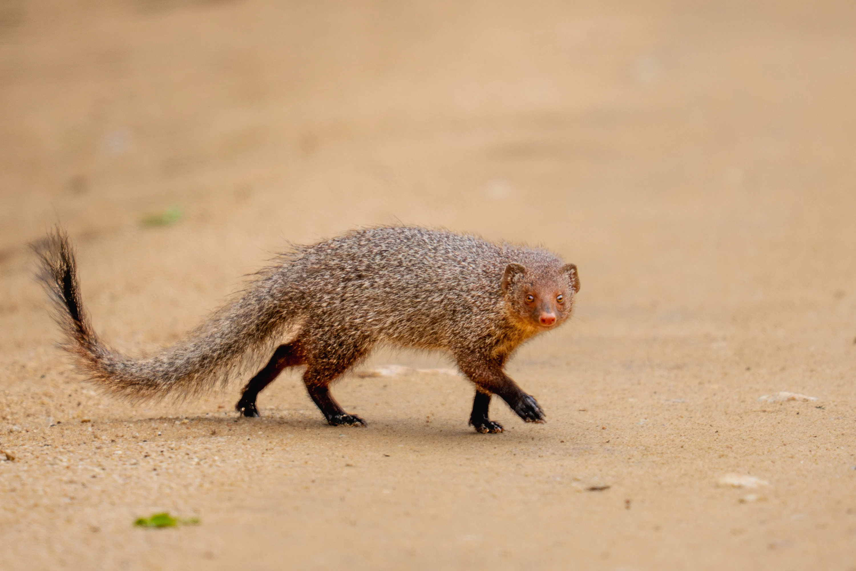 Sri Lanka Leopard Intensive gallery image 18